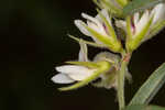 Narrowleaf lespedeza